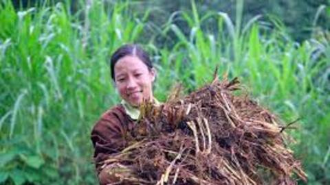 Nông dân Nghệ An thu hàng trăm triệu đồng từ cây hương bài