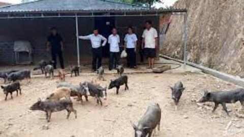 Con Cuông xuất hiện ổ dịch tả lợn châu Phi