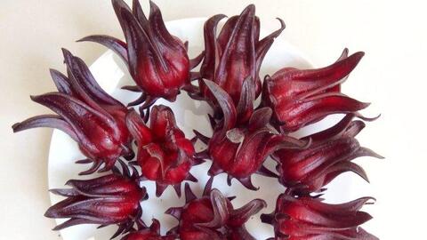 Nghiên cứu thành công quá trình tạo bột bụp giấm từ đài hoa bụp giấm khô