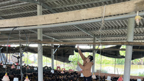 Chăn nuôi theo hướng an toàn sinh học: Giảm chi phí, tăng lợi nhuận