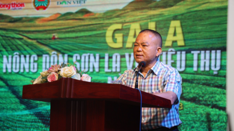 Sơn La: Mỗi mét vuông trồng sâm Ngọc Linh cho thu nhập cả trăm triệu đồng