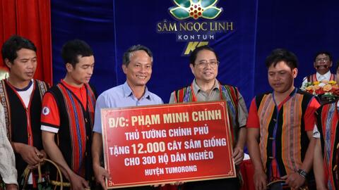 Kon Tum: 300 hộ nghèo trồng 12.000 cây sâm Ngọc Linh do Thủ tướng tặng