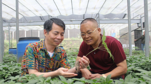 Sáng nay sẽ diễn ra Gala "Sâm Ngọc Linh trên đất Sơn La - Từ Quốc bảo trở thành sinh kế"