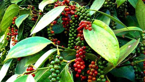 Giá tiêu hôm nay 3/1: Cập nhật giá tiêu tại Tây Nguyên và Miền Nam