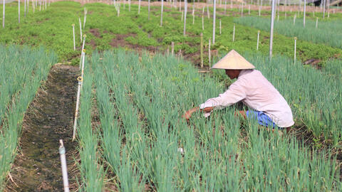 Sẵn sàng nguồn cung rau màu dịp Tết Nguyên đán