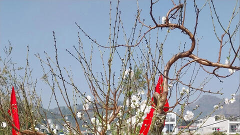 Đào tuyết tại chợ hoa xuân TP. Sơn La có gì đặc biệt?