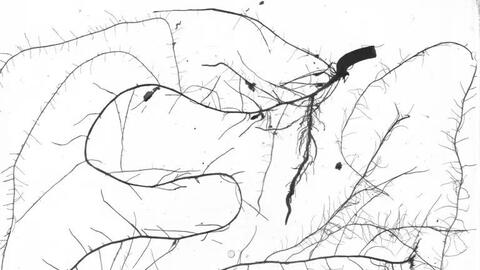 Bỉ phát triển công nghệ mới để tìm ra giống cây thích ứng với hạn hán