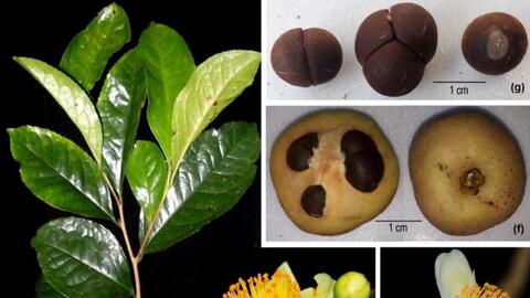 Phát hiện loài trà my quý hiếm tại Vườn quốc gia Bù Gia Mập (Bình Phước)