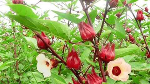 Tăng cường hệ miễn dịch cho tôm bằng dịch chiết từ cây bụp giấm