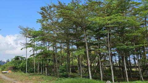 Bộ Công an yêu cầu cung cấp thông tin về dự án cây xanh