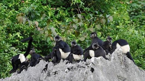 Hà Nội tăng cường công tác quản lý, bảo vệ động vật hoang dã