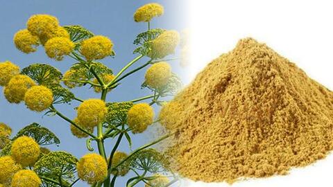 Loại gia vị mùi giống “rau thối” nhưng nhiều người vô cùng yêu thích