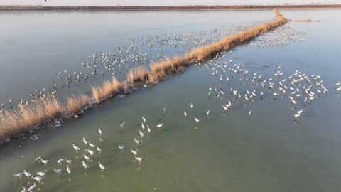 Trung Quốc: Phát hiện chim quý hiếm tại khu bảo tồn ở tỉnh Hà Bắc