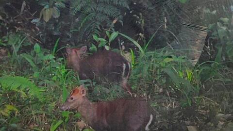 Thú quý trở về và thông điệp xanh