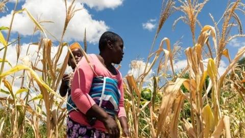Hạn hán kéo dài đe doạ an ninh lương thực của Zimbabwe