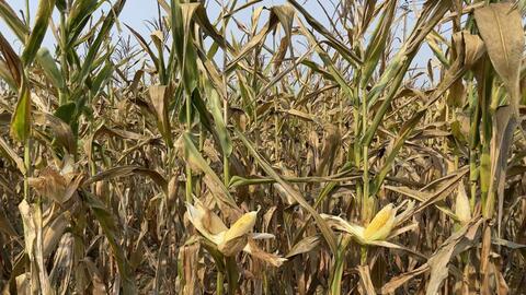 Quảng Bình: Nắng nóng hàng chục héc ta ngô sắp thu hoạch bị chết