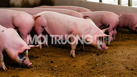 Giá heo hơi hôm nay 15/4/2024: Tăng nhẹ 1.000 đồng/kg ở vài nơi