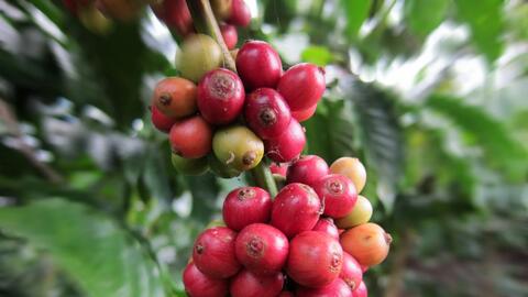 Trung Đông giảm nhiệt, giá cà phê ‘rơi tự do’