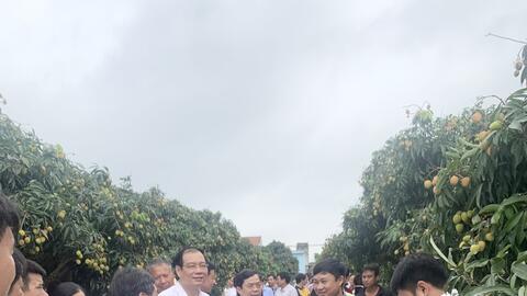 Hưng Yên: Được mùa vải lai chín sớm ở Phù Cừ