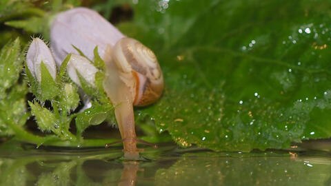 Ô nhiễm kháng sinh làm gián đoạn hệ vi sinh đường ruột và phong tỏa trí nhớ của sên nước