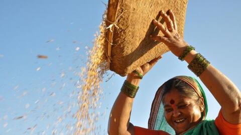 Ấn Độ: Nguy cơ sản lượng lúa sụt giảm do thiếu mưa