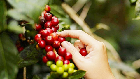 Tiềm năng Arabica tăng giá do lo ngại sản lượng Brazil, cà phê trong nước giảm nhẹ