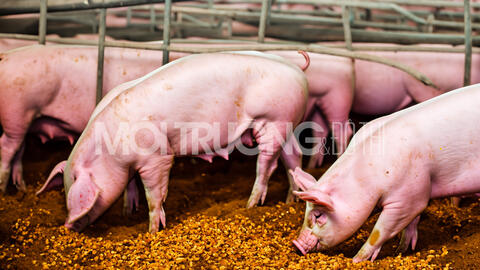 Giá heo hơi hôm nay 24/6/2024: Dao động từ 63.000 - 69.000 đồng/kg