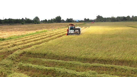 Cánh đồng lớn mang lại hiệu quả cao
