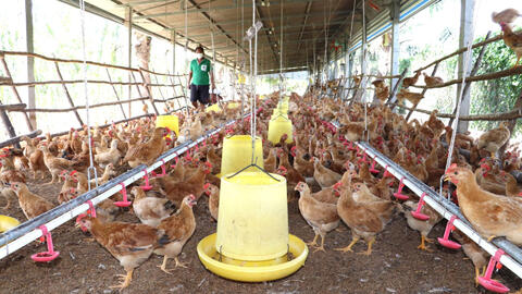 Tây Ninh: Quy định mật độ chăn nuôi trên địa bàn