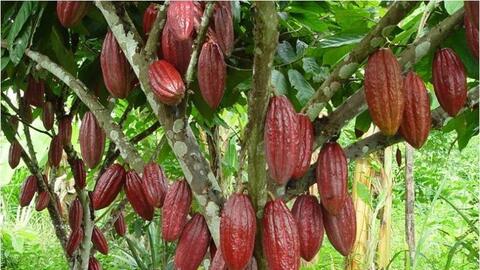 Bà Rịa - Vũng Tàu: Hơn 5.000 hecta cây trồng ứng dụng công nghệ cao