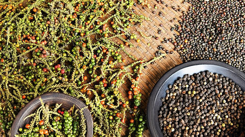 Giá tiêu hôm nay 9/9: Cập nhật giá tiêu tại Tây Nguyên và Miền Nam