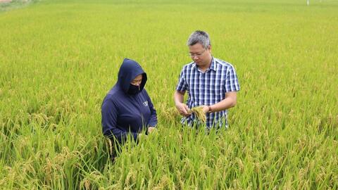 Hà Nội: Nâng cao chất lượng các vùng trồng lúa theo tiêu chuẩn VietGAP