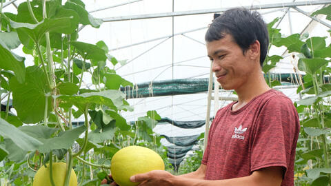 Thanh niên 9X thành công với dưa lưới