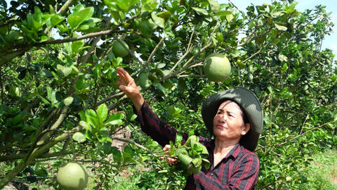 Chuyển đổi cây trồng mang lại hiệu quả