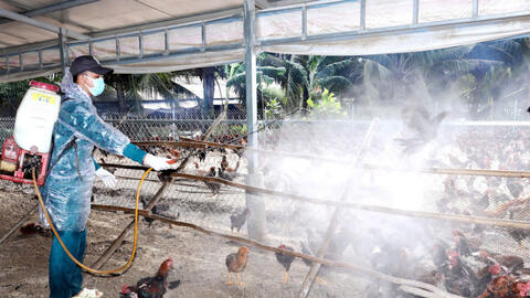 Người chăn nuôi gặp khó