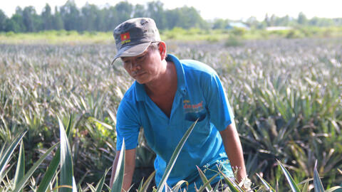Nông dân chuẩn bị trái cây, rau màu phục vụ tết
