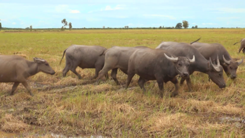 20 xã biên giới có tổng đàn trâu, bò hơn 22.200 con