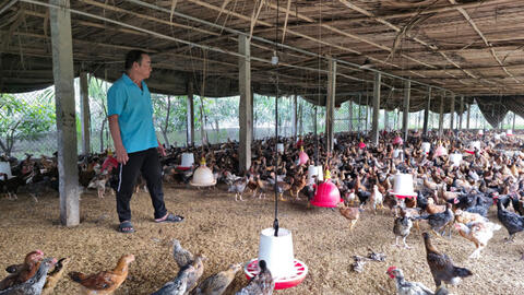 Hiệu quả ứng dụng đệm lót sinh học trong chăn nuôi gà