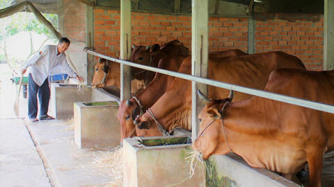 Ứng dụng khoa học - kỹ thuật trong chăn nuôi tạo hướng phát triển bền vững