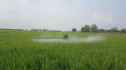 Sâu, bệnh gây hại trên lúa tăng  