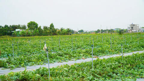 Nông dân Cần Giuộc thu hoạch dưa hấu tết 