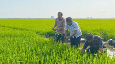 Tập trung chăm sóc lúa Đông Xuân 2024-2025