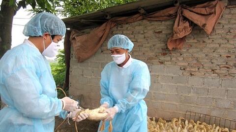 Hà Nội: Tăng cường công tác phòng, chống dịch bệnh cúm gia cầm