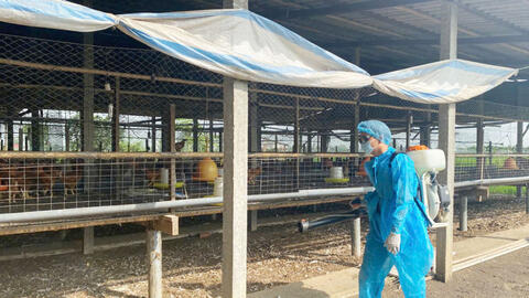 Chủ động phòng, chống dịch bệnh trên gia súc, gia cầm