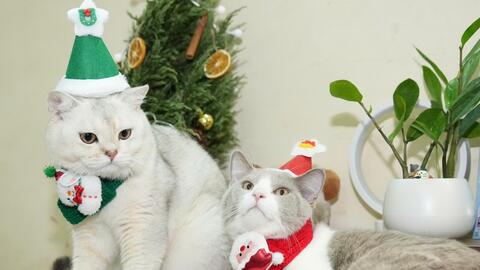 Giới trẻ chi hàng triệu đồng mỗi tháng để chăm sóc thú cưng