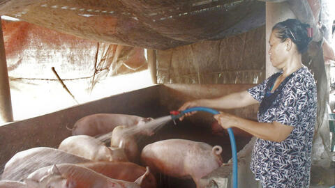 Tập trung phòng, chống bệnh dịch tả heo châu Phi