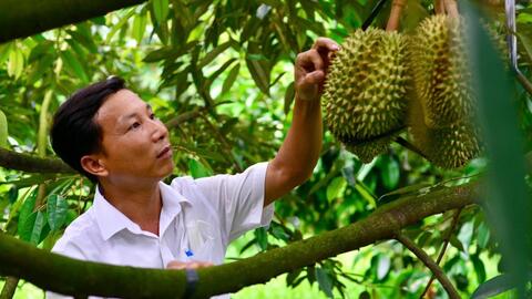 Lâm Đồng đề xuất hỗ trợ kiểm soát chất lượng sầu riêng phục vụ xuất khẩu