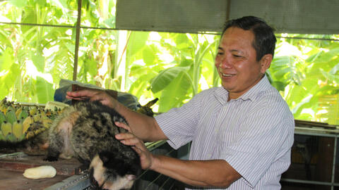Hiệu quả từ mô hình Nuôi chồn hương khép kín