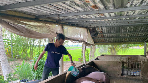 Chủ động phòng, chống dịch tả heo châu Phi