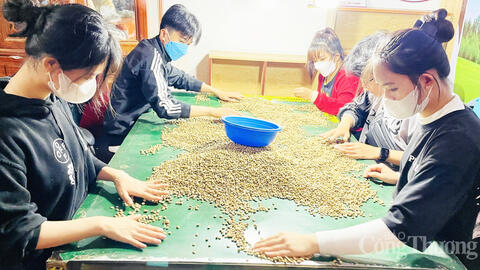 Giá cà phê hôm nay 26/6/2025, thị trường trong nước tiếp tục giảm sâu